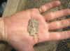 Late Archaic point.jpg (107751 bytes)
