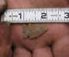 Small early Archaic point.jpg (96960 bytes)