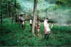Woods Walk at Ottawa.jpg (216586 bytes)